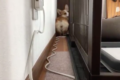 モフモフのおしりが迫ってくる!狭い隙間をバックで進むコーギーが可愛すぎて昇天