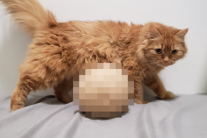 発想・愛・忍耐力がスゴイ！3年間のブラッシングで集めたニャンコの毛がボールに