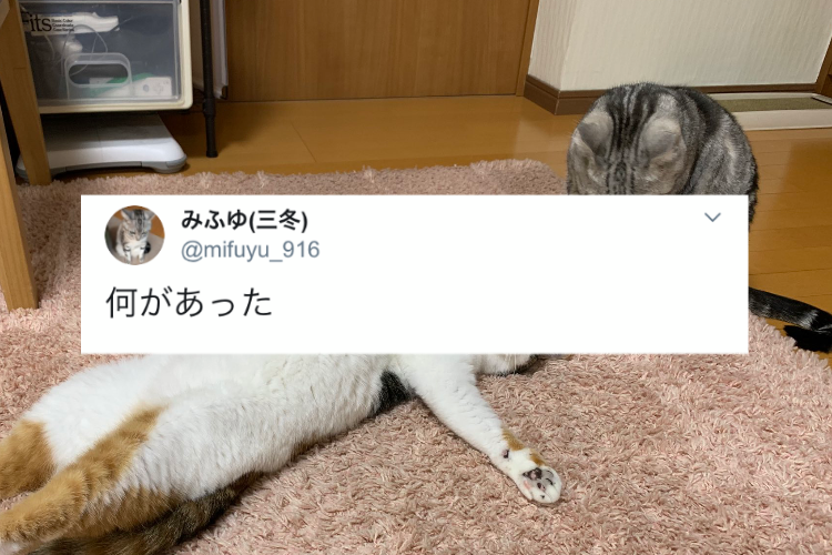 一体何があったんだ!?2匹のニャンコの行動が完全にサスペンスドラマのワンシーン