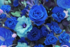 青いバラの花言葉が「不可能」から「夢が叶う」に変わった理由を知っていますか？