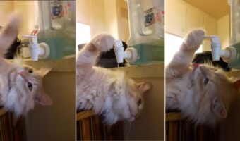 ここを押せば水が出るニャン!ウォーターサーバーで水を飲もうとするも全然飲めてない(笑)