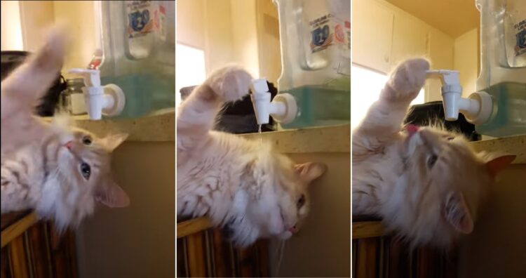 ここを押せば水が出るニャン！ウォーターサーバーで水を飲もうとするも全然飲めてない(笑)