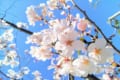 春の風物詩・桜を代表する「ソメイヨシノ」は全てクローンだった！？だからこそ生まれる桜前線