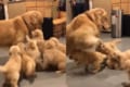 遊ぼうワン!たくさんの子犬たちに追われてタジタジのゴールデンレトリバー