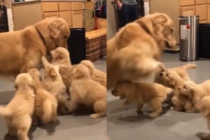 遊ぼうワン！たくさんの子犬たちに追われてタジタジのゴールデンレトリバー