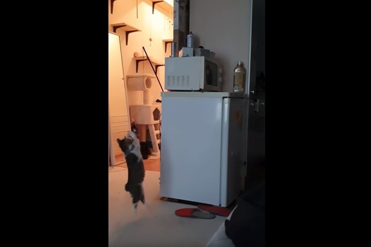 オモチャが取れなくなって困っていると姉の猫が登場。あっさり解決しクールに立ち去っていった(笑)