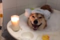 笑顔はプライスレス！バスタイムを楽しむ柴犬が可愛すぎる。体を乾かす時は大回転(笑)