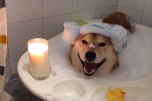 笑顔はプライスレス！バスタイムを楽しむ柴犬が可愛すぎる。体を乾かす時は大回転(笑)