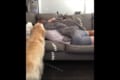 かまってほしいワン!抱き合う飼い主たちに嫉妬するも最後はハーレム状態になってご満悦(笑)
