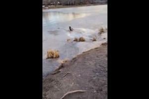 凍った湖に落ちて身動きできなくなった愛犬を助けるため、飼い主がTシャツ1枚になって救出へ！