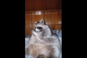 まるで人間のような仕草(笑)  寒い日に手をすりすりして温めるアライグマが可愛らしい！