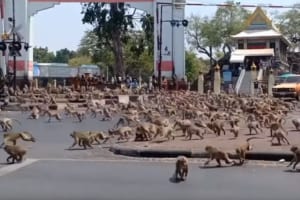 動物園ではありません。観光客が減った影響？で無数のサルが街頭に出現