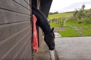 飼い主のパーカーを地面に落としてしまった馬。その後の証拠を隠す行動が面白い(笑)