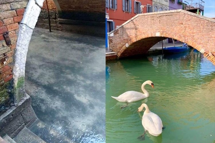 ヴェネツィア封鎖以来、水がきれいになって魚や白鳥の姿が見られるように・・・そしてイルカの姿も!