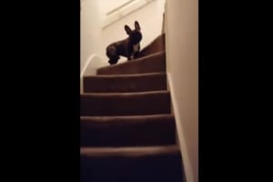 家中を走りまくるブルドッグ。キレッキレのターンとカメラをのぞきこむ目線が面白すぎ(笑)