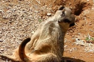 睡魔と戦って踏ん張り続けるミーアキャット、でも最後はやっぱり･･･(笑)