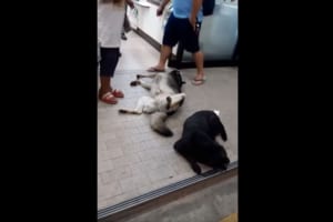 セブン-イレブンの入口をブロック(笑) 世間を気にせず眠っているワンコが面白い！