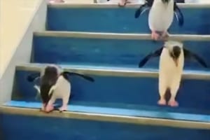 よちよちぺたぺたと階段を降りるペンギンの群れが可愛すぎる！意外とみんな慎重だった