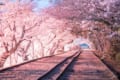 もうすぐ春なのに暗い話題ばかり・・・タイムラインに花を咲かせるタグ「#追憶の桜」が素敵!