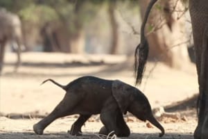生まれたばかりのゾウの赤ちゃん。ふらつきながらも必死で歩こうとする姿に感動