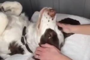 顔のマッサージで至福のひとときのワンコ、施術がスピードアップすると凄い形相に(笑)