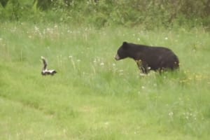スカンクの分泌液がいかに臭いかが分かる！強烈なニオイでクマをあっさりと撃退した瞬間