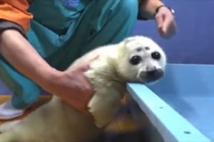 お目々ぱっちり！初めてお風呂に入るバイカルアザラシの赤ちゃんが可愛すぎる