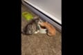 おまえには絶対にやらないニャン!エサを独り占めするニャンコの姿が笑える