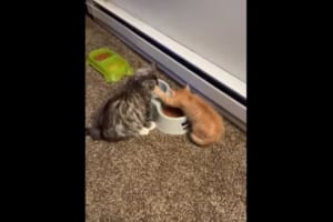 おまえには絶対にやらないニャン！エサを独り占めするニャンコの姿が笑える