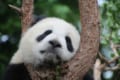 パンダは漢字でどう書くの?意外と知らない動物の漢字クイズ5問