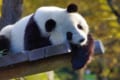 動物園に行ったらぜひ会いたい!「世界三大珍獣」と呼ばれる動物をご紹介!