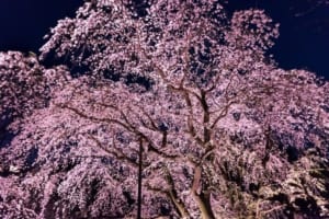 夜桜の名所「日本三大夜桜」と、古くからの桜の名所「日本三大桜の名所」をご紹介
