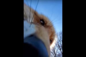 キツネにスマホを取られてしまった！思わず笑っちゃう事件の一部始終とその顛末