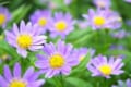 ミヤコワスレの花言葉はなに?花言葉と名前の由来には悲壮な逸話があった