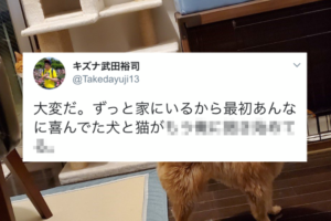 あんなに喜んでくれてたのに･･･。在宅が続く飼い主に対する犬と猫の変化が切ない(泣)