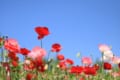春に咲く「ポピー」の花言葉はなに?別名には中国の英雄・項羽にまつわる物語も