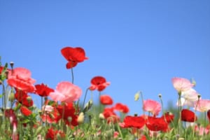 春に咲く「ポピー」の花言葉はなに？別名には中国の英雄・項羽にまつわる物語も