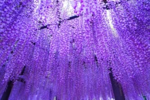春に咲く「藤の花」の花言葉は？宙にたゆたう姿が美しい藤の花をご紹介！