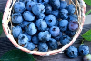 美味しい「ブルーベリー」の花言葉とは？実はポジティブな言葉が付いているんです！！