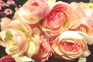 ラナンキュラスの花言葉はなに？春にバラにも似た大輪を咲かせる花