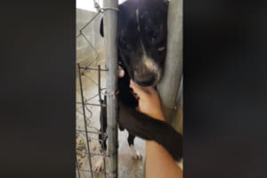 「こんにちワン♪」小屋の前を通る人と手を繋ぎたがる人懐っこい保護犬にメロメロ