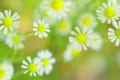 カモミールの花言葉は?世界最古のハーブには力強い花言葉があった!