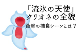 クリオネの食事が悪魔的ってホント？流氷の天使には驚きの事実があった！