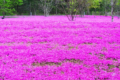芝桜の花言葉とは?地面いっぱいに咲くかわいらしい姿から付けられたその花言葉をご紹介!!