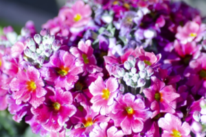 「サクラソウ」の花言葉は？かつては各地で見られた野草が今は絶滅危惧種？