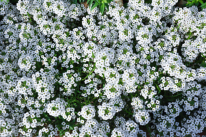 江戸時代から庭木として愛されるコデマリの花言葉は、姿かたちから取られたものだった