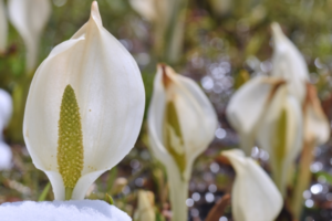 ミズバショウの花言葉は？その由来は昭和の名曲にあった！