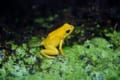 かわいい姿をしているのにそんなまさか!世界一の猛毒ガエル「モウドクフキヤガエル」