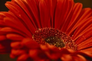 ガーベラの花言葉は？ガーベラを贈る際は本数と赤い色に気を付けて！