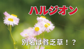 「ハルジオン」に花言葉は無い？「貧乏草」とも呼ばれる扱いが不遇な花